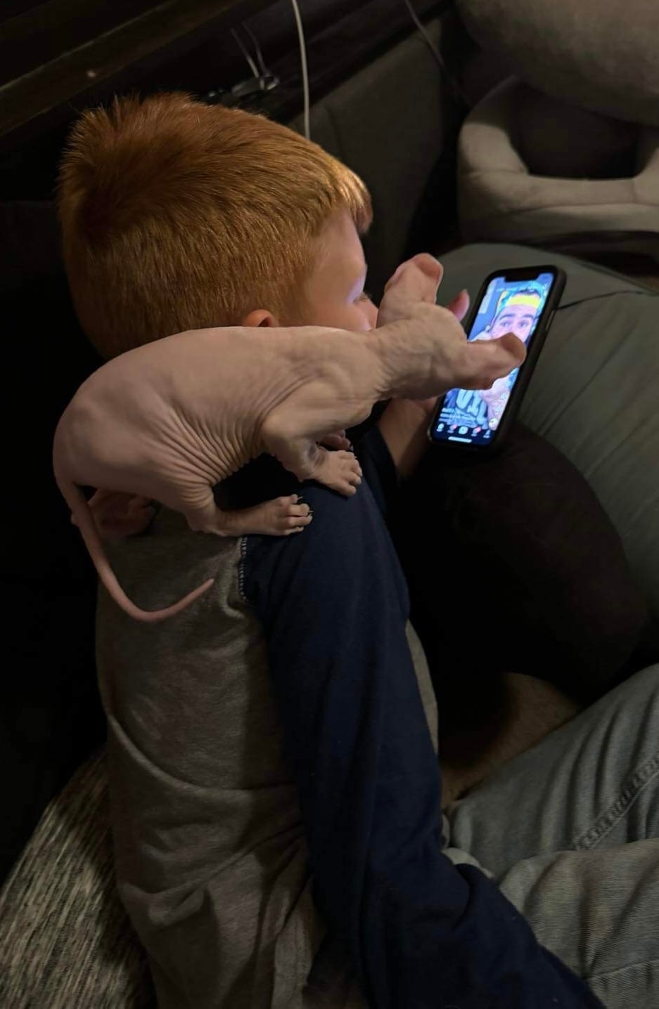 Sphynx kittens in a close portrait