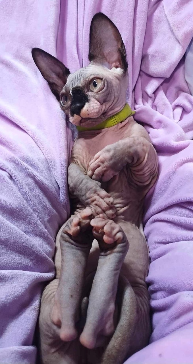 King Castiel, Bambino Sphynx stud at Showme Zia Sphynx