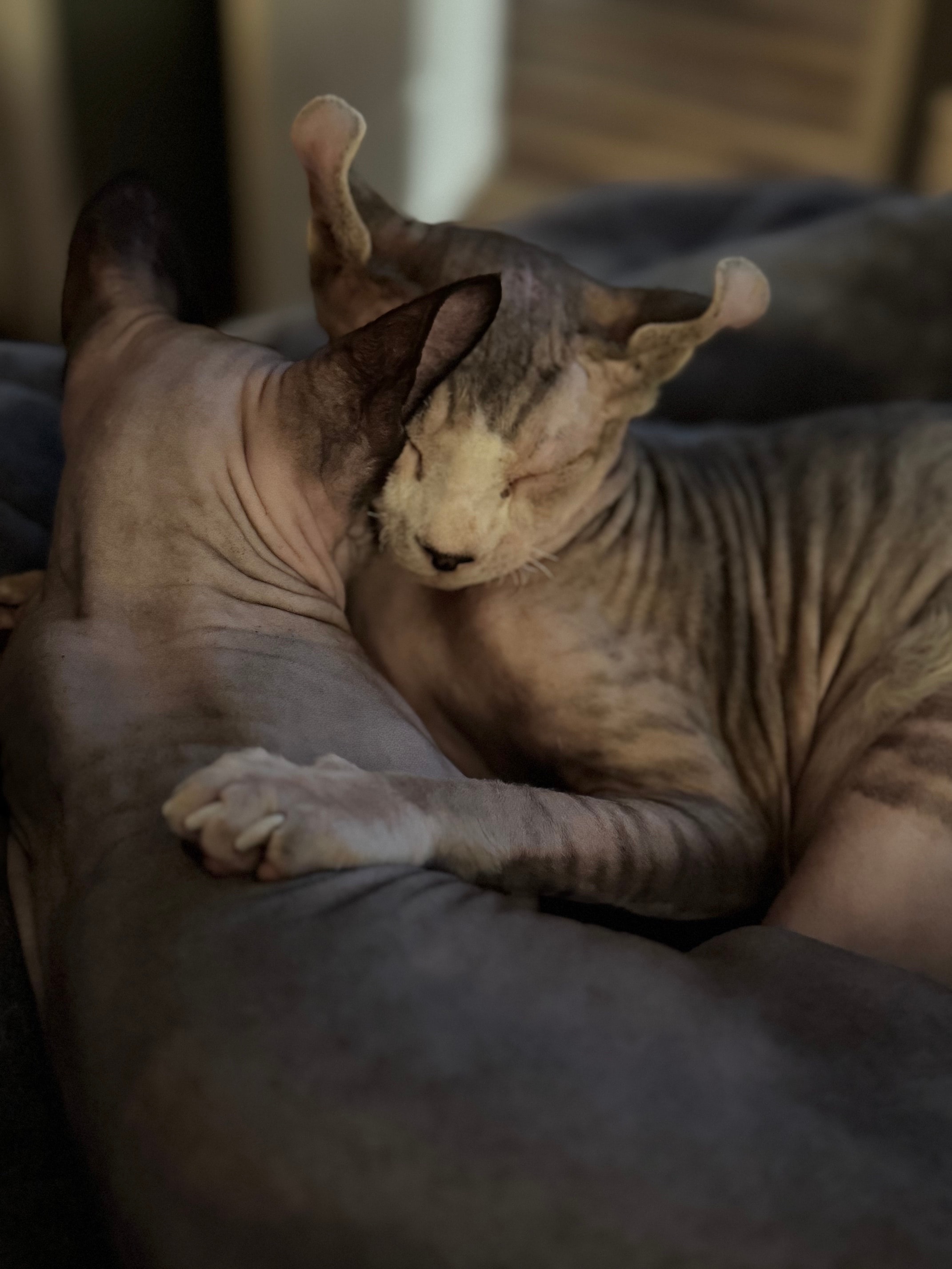 King Scorn, future king at Showme Zia Sphynx