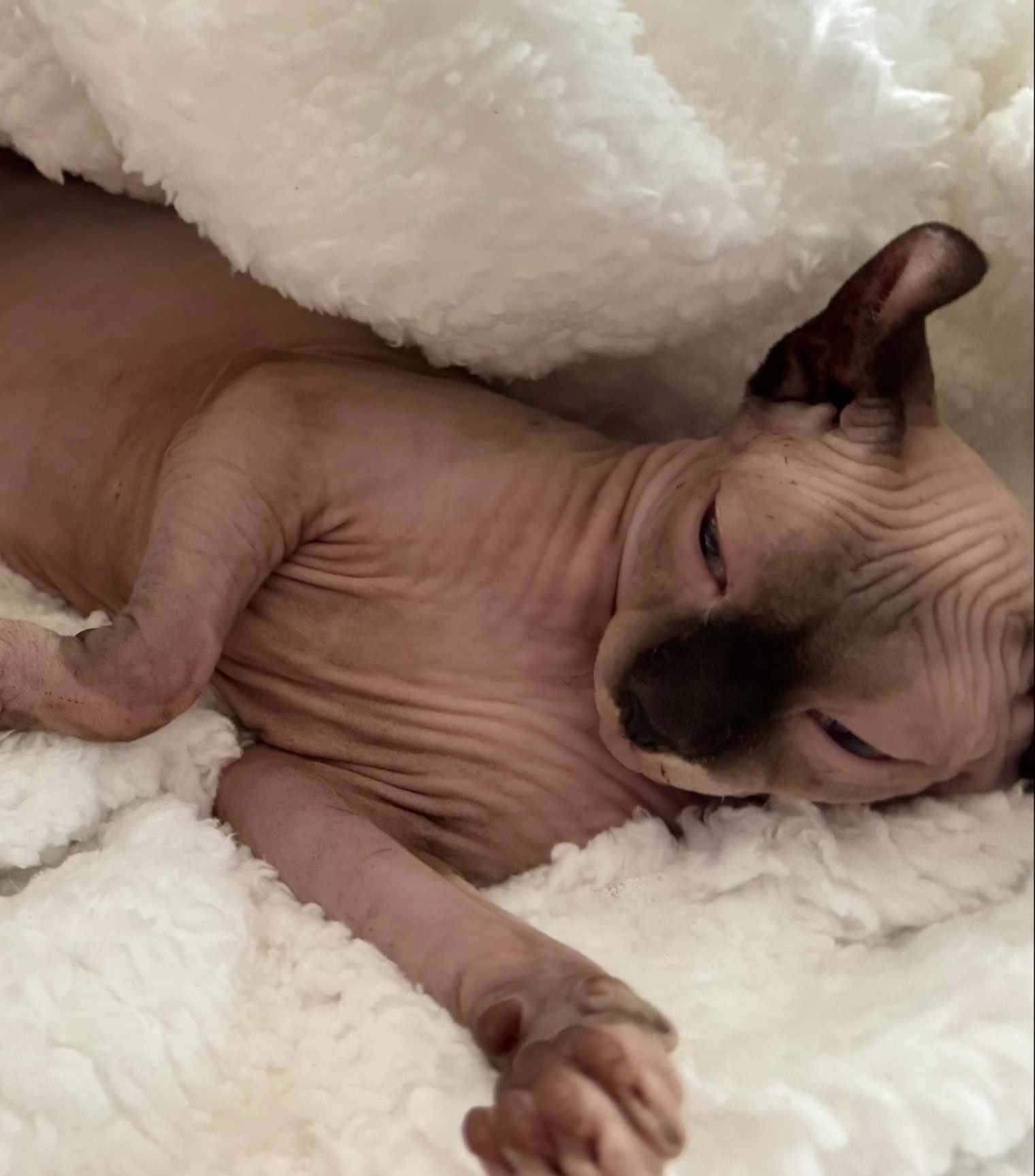 Damsel Elodie of Showme Zia Sphynx