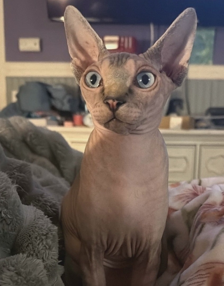 Queen Elvira of Showme Zia Sphynx