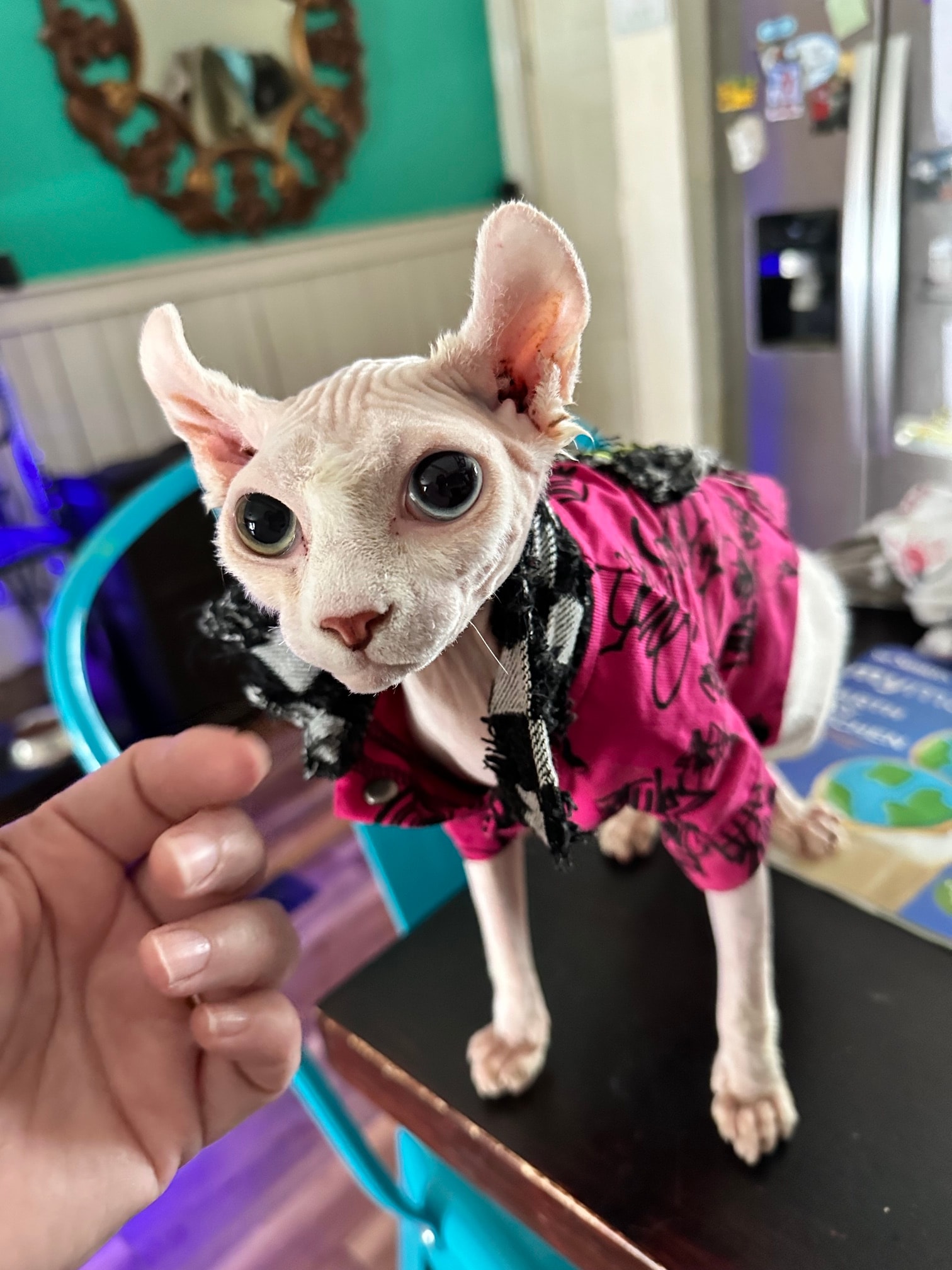 Queen Nova Lee Nation of Showme Zia Sphynx